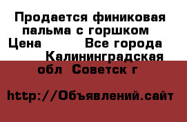 Продается финиковая пальма с горшком › Цена ­ 600 - Все города  »    . Калининградская обл.,Советск г.